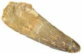 Fossil Spinosaurus Tooth - Real Dinosaur Tooth #259623-1